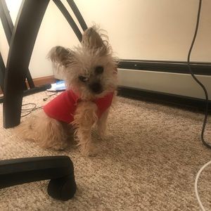 Meet your Posher, Niharika